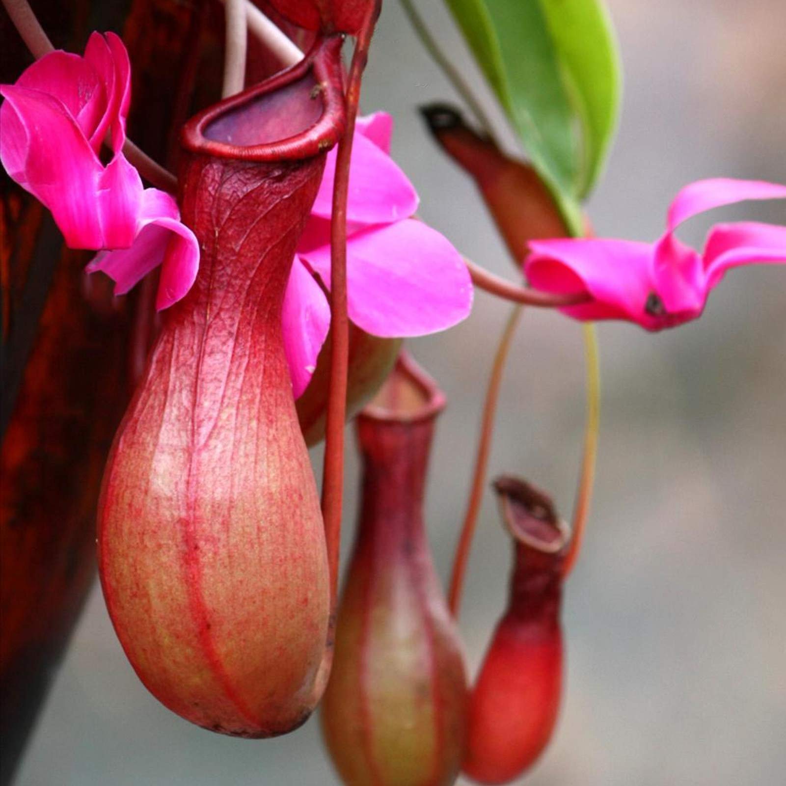 Red Pitcher plant grown from seeds with tall, tube-shaped red carnivorous traps